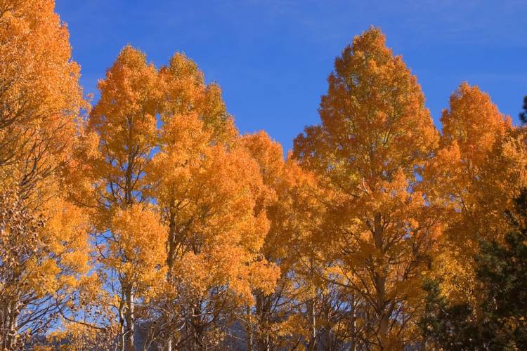 autumn aspens
