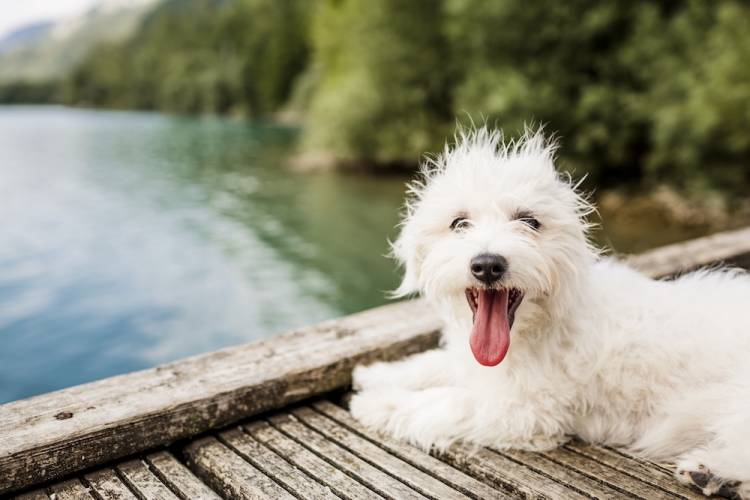 pet friendly south lake tahoe