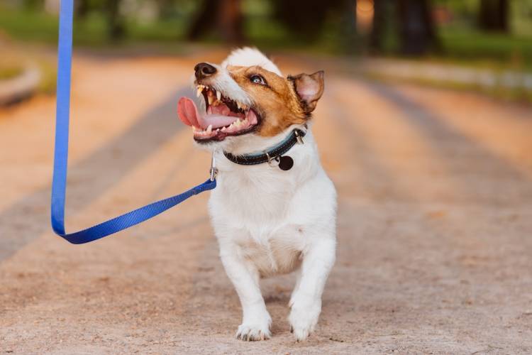 bijou dog park