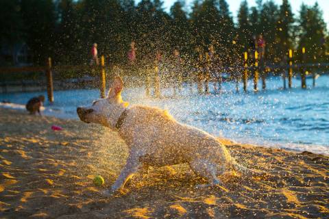 Dog Off Leash At Regan Beach