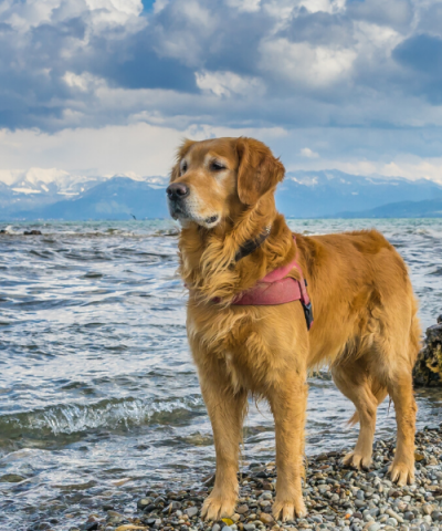 golden retriever dog on beach golden retriever dog on beach