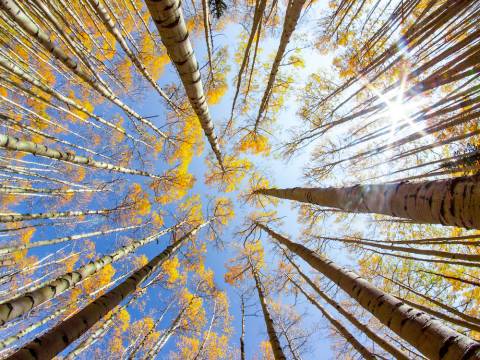 Changing Aspen Leaves In Fall