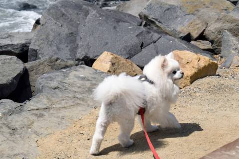 Small Dog On Leash At Tahoe Beach