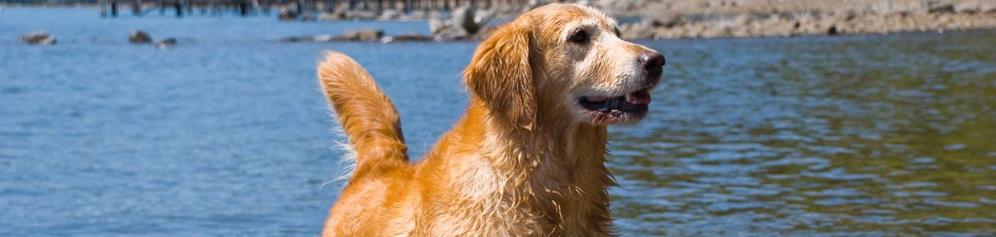 Dog On Beach In Lake Tahoe