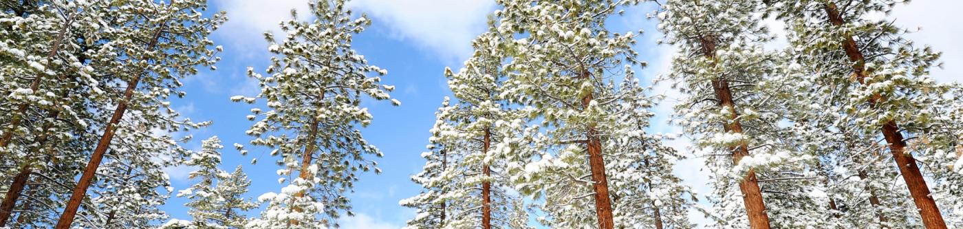 Snow covered trees below a partly cloudy sky.