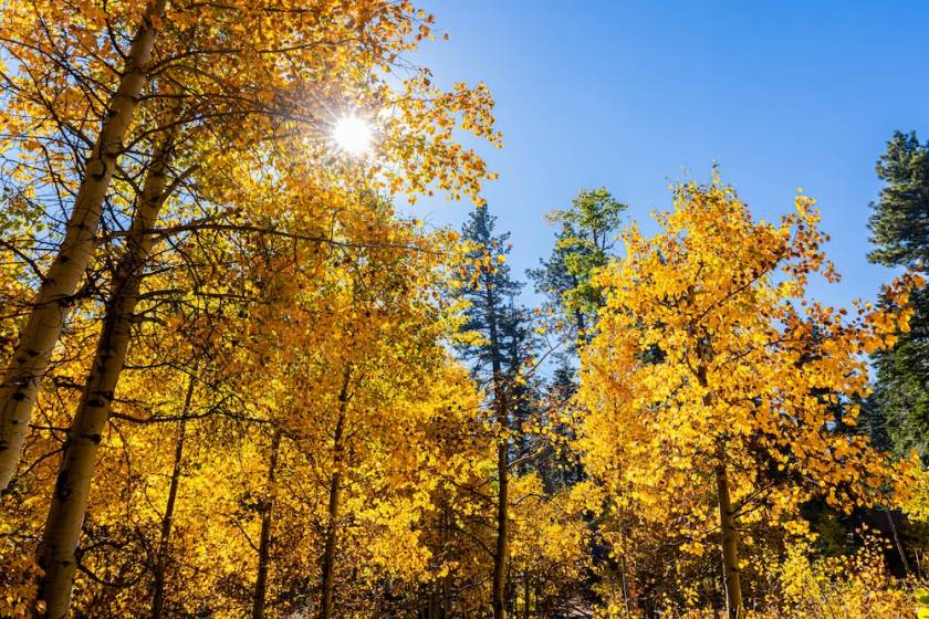 Aspen Trees Lake Tahoe from below