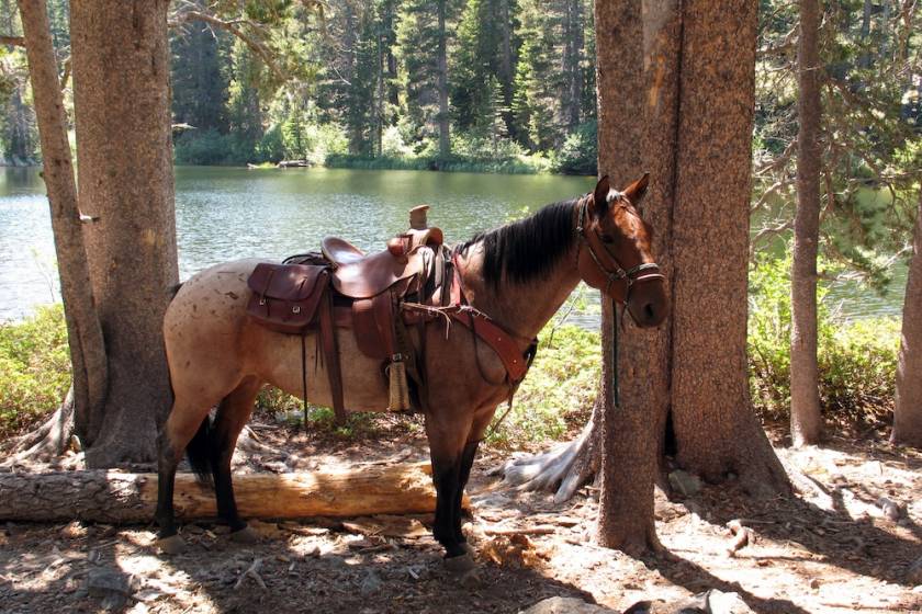 Lake Tahoe Wildlife Roads